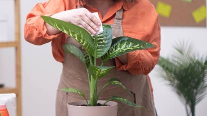 how to clean plant leaves:young woman in apron wipes dust from green leaves of dieffenbachia with microfiber. Care of indoor plants, home gardening