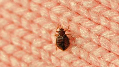 Can bed bugs bite through clothes: real bed bug on wool knitwear, good details on enlarge view