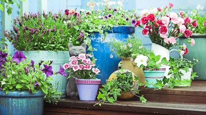 Container garden ideas: Summer potted flowers like dianthus, lavender, ivy, bellflower and more grouped together on outdoor steps