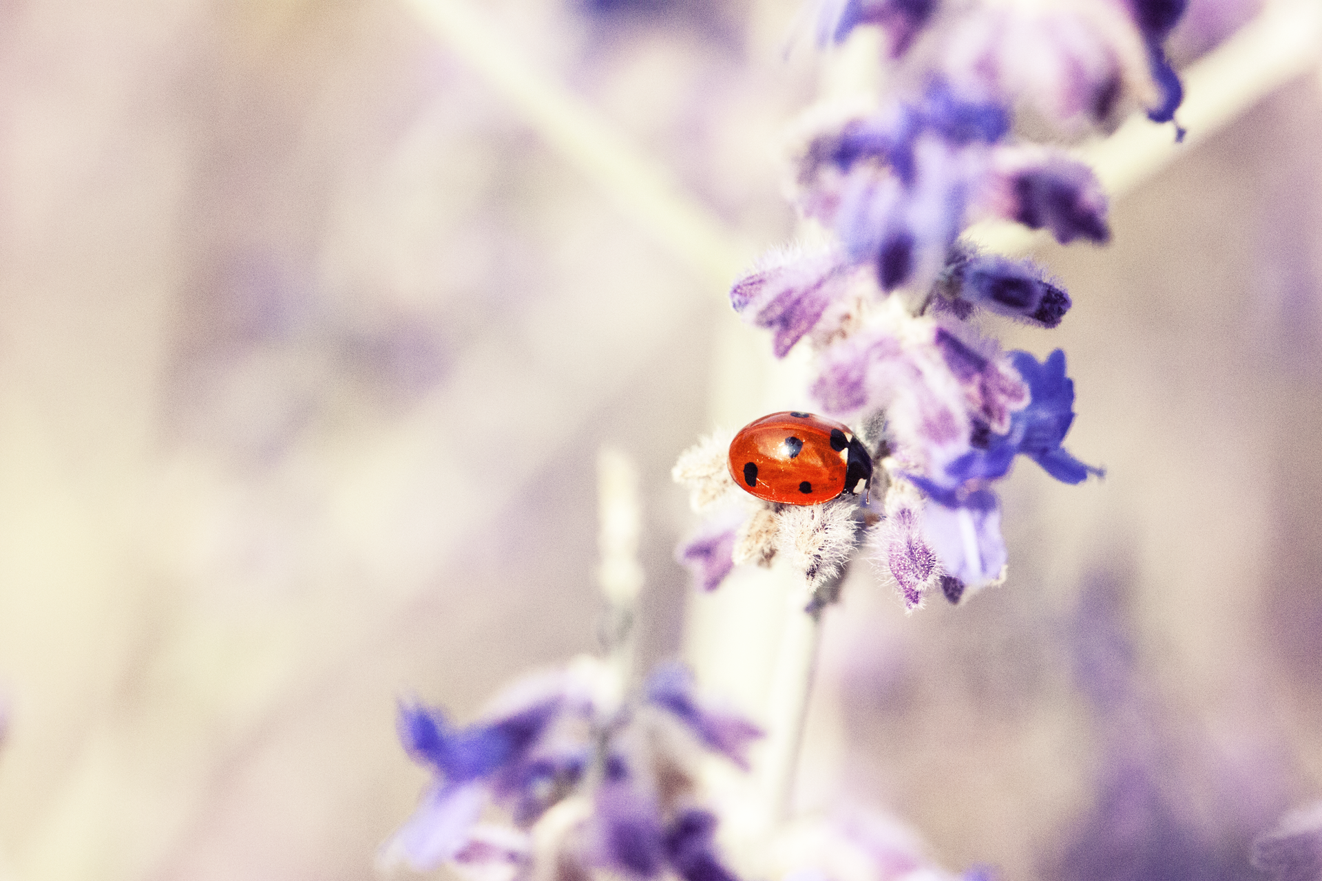 Be on the Lookout for This Dangerous Ladybug