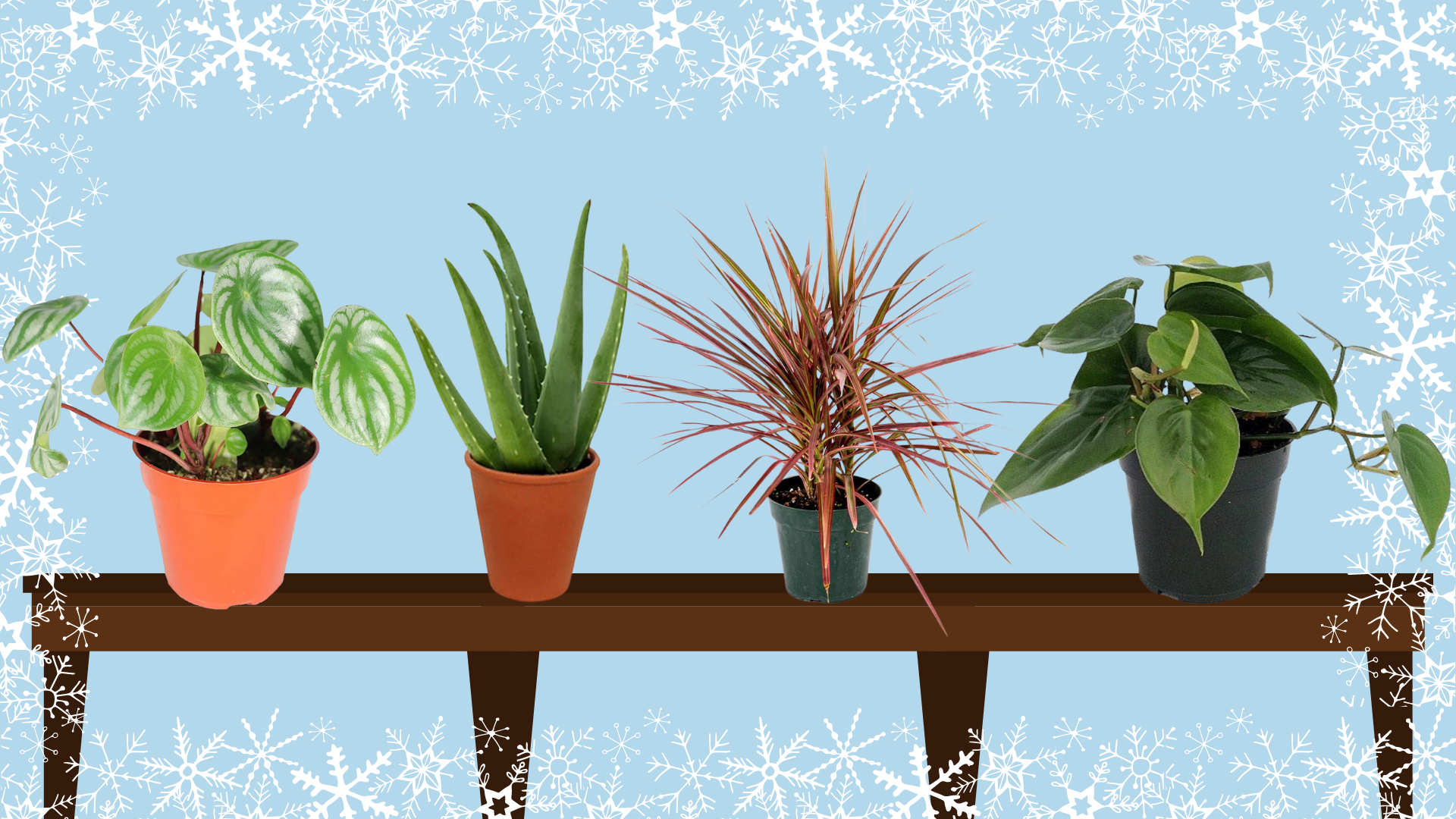 أفضل النباتات لتدوم الشتاء الداخلي