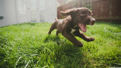 A dog with zoomies running in a yard