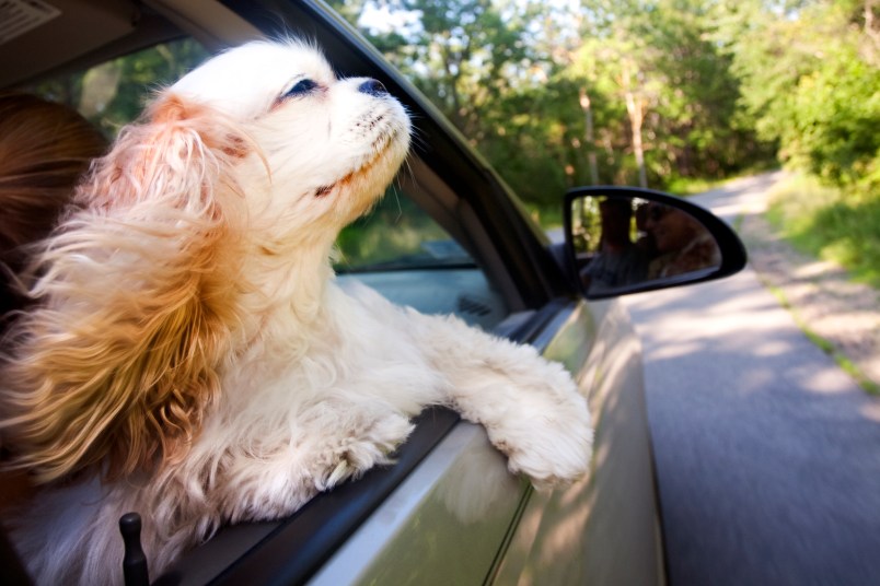 Do Dogs Get Car Sick?