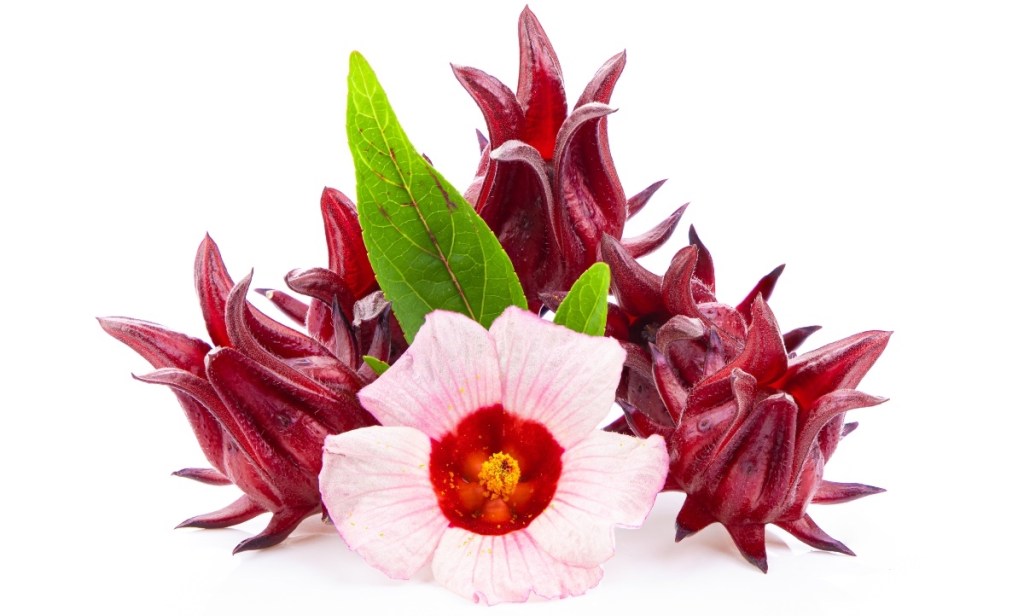 Hibiscus flowers, used to make hibiscus tea