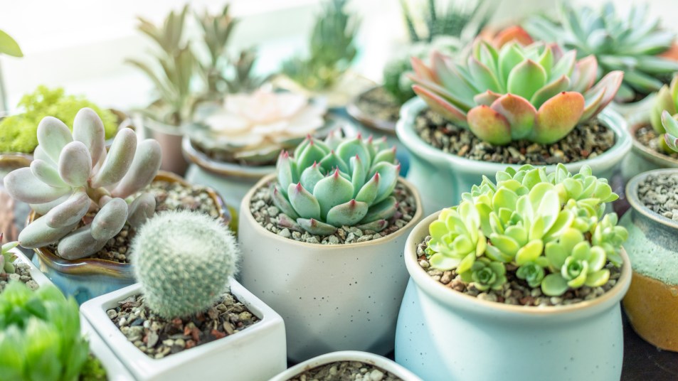 How to revive a succulent: A variety of individual succulent plants in pretty small blue and gray pots clustered together on a windowsill