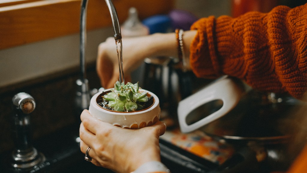 How to revive a succulent: Woman watering a small potted succulent plant under a sink faucet
