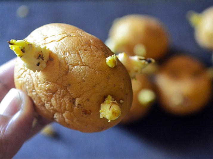 Is It Safe to Eat Sprouted Potatoes? - First For Women