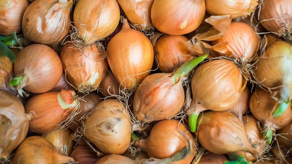 A group of onions—some sprouted