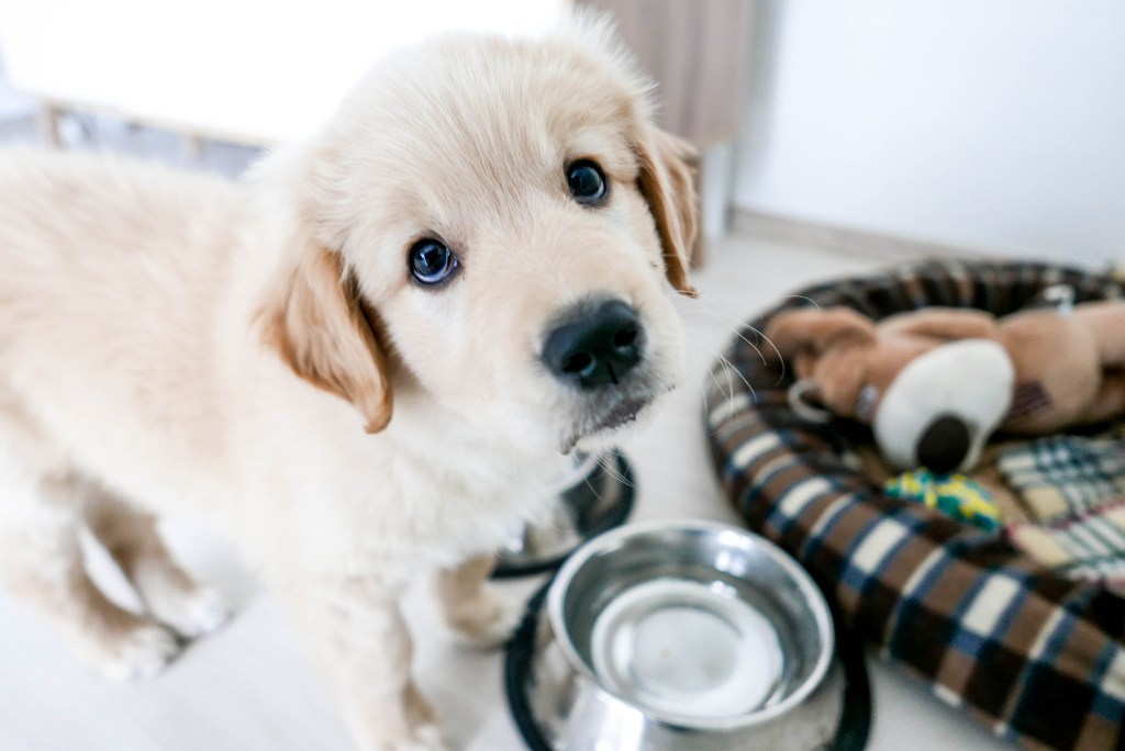 cute golden retriever puppy, asking for food with his puppy eyes