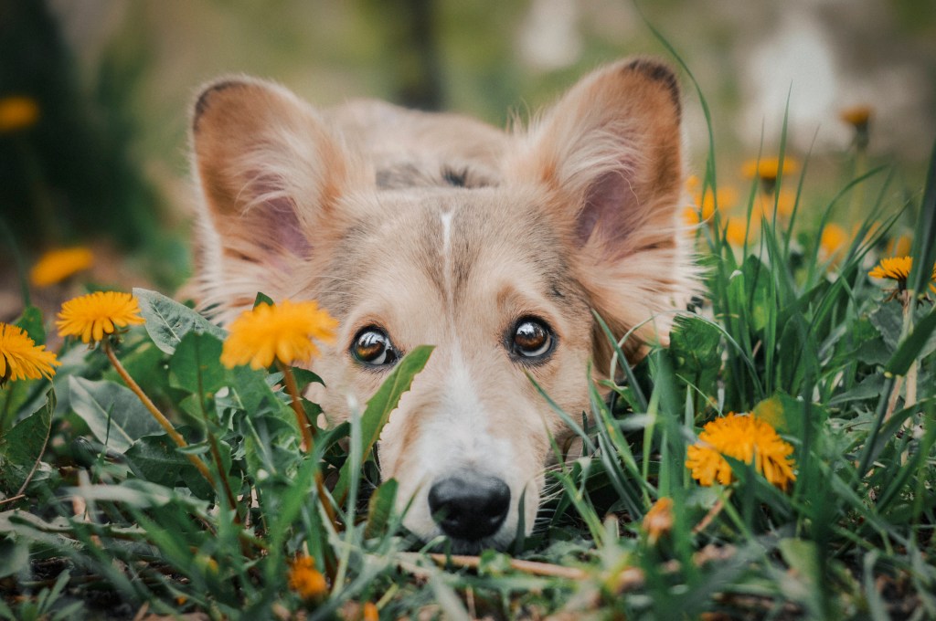 mixed breed dog laying in dandelions