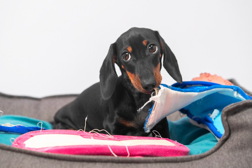 Naughty dachshund puppy has stolen home slippers of owner and is gnawing them in pet bed, front view. Baby dog with guilty look was caught in the act