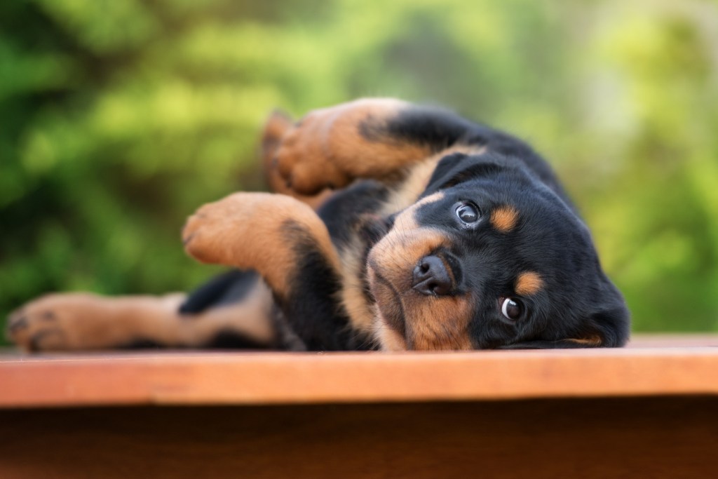 rottweiler puppy lying down outdoors