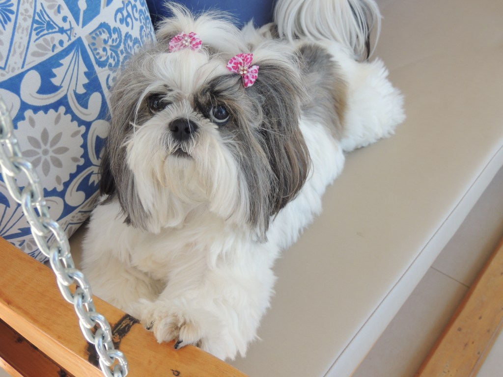 A beautiful female shih tzu dog looking at camera and wearing a bow on her head.