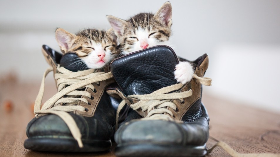 Two kittens sleeping in a pair of shoes