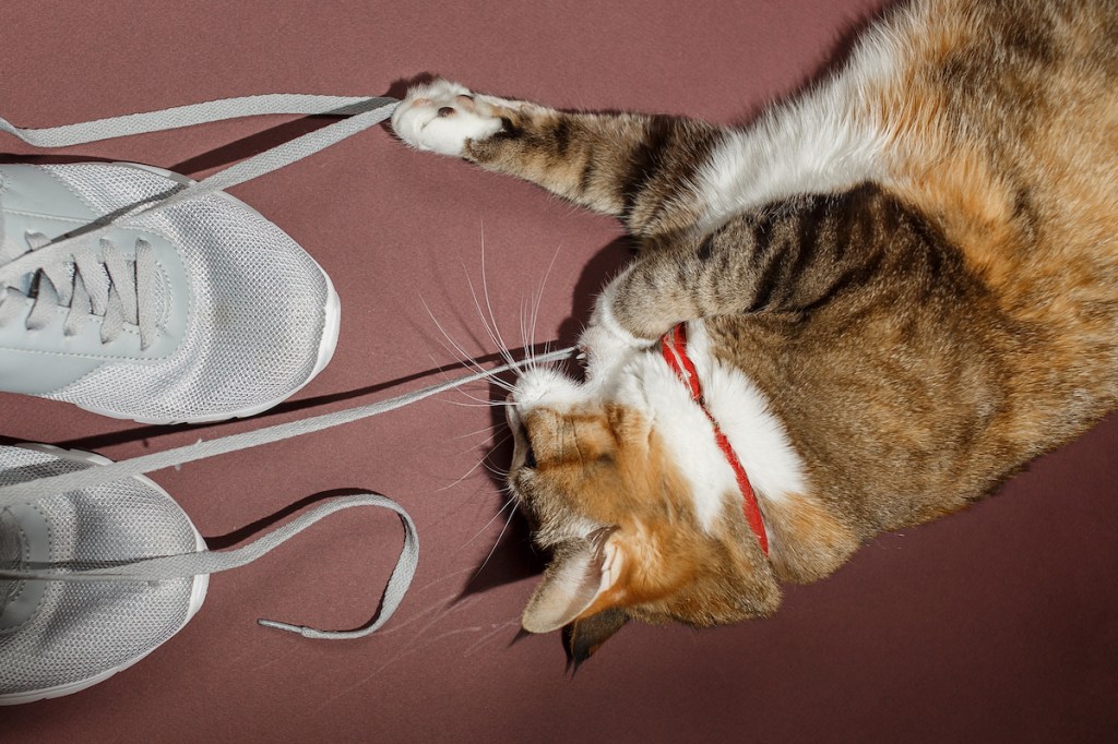 Orange and white cat playing with shoelaces