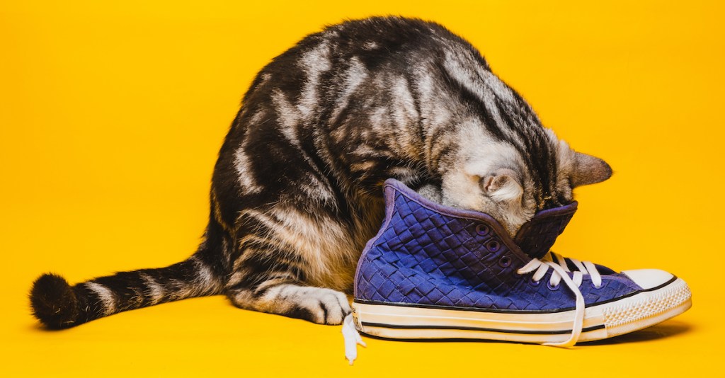 Cat putting its head into a blue pair of sneakers on yellow background