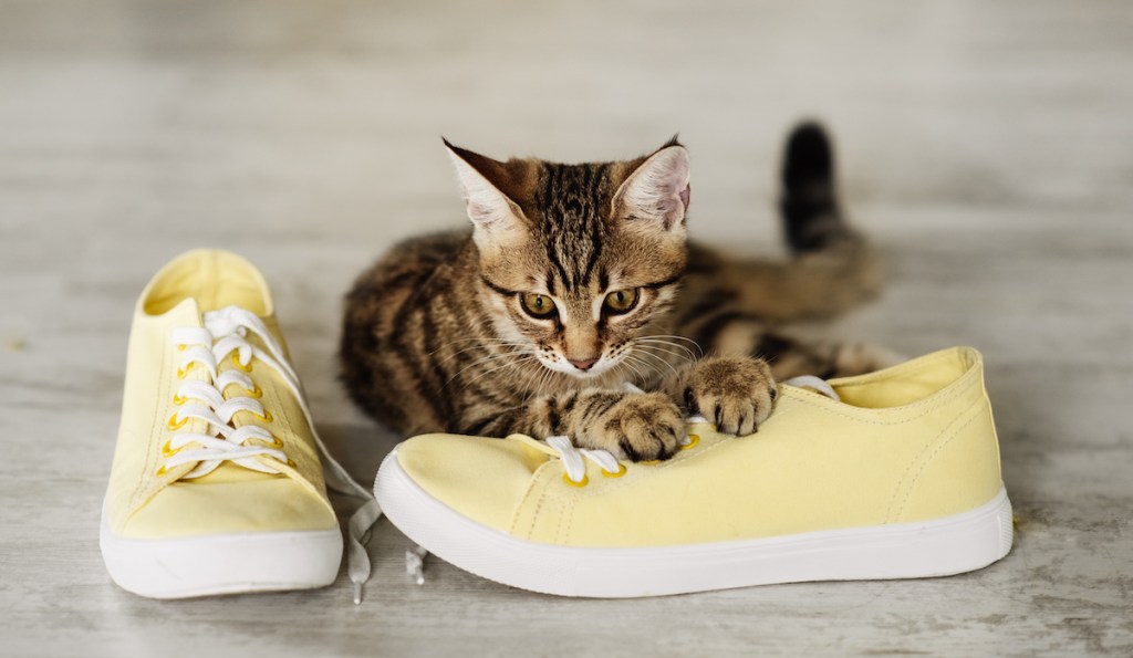Cat with paws on yellow sneakers