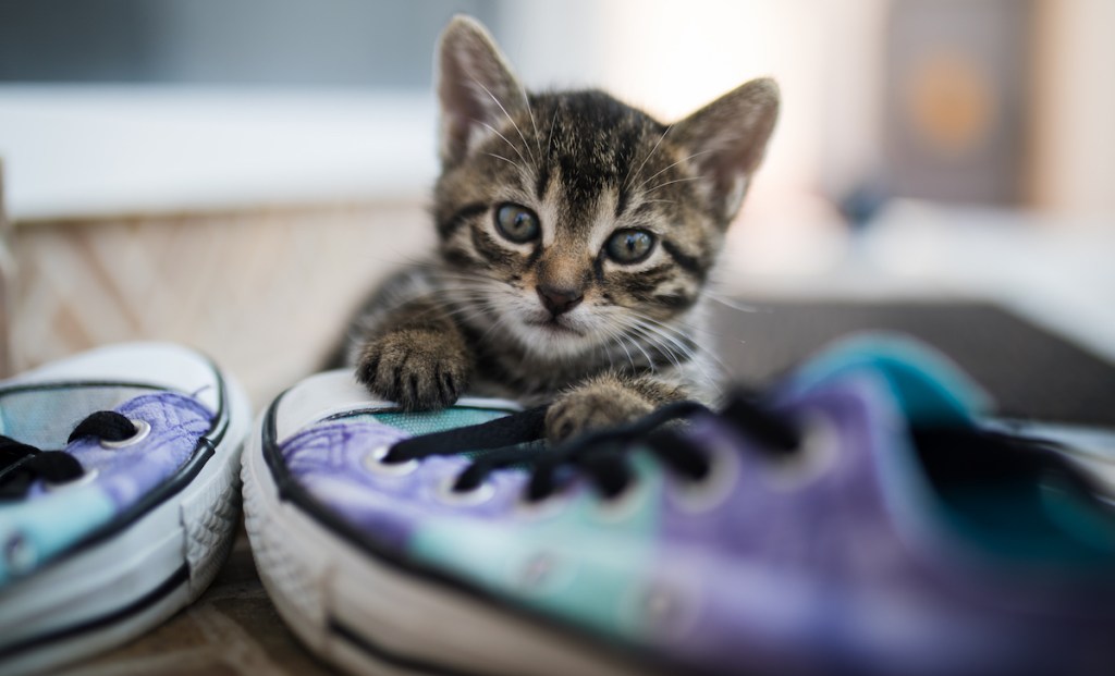 Kitten with sneakers