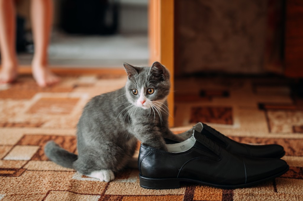 Gray and white kitten putting paws in shoes