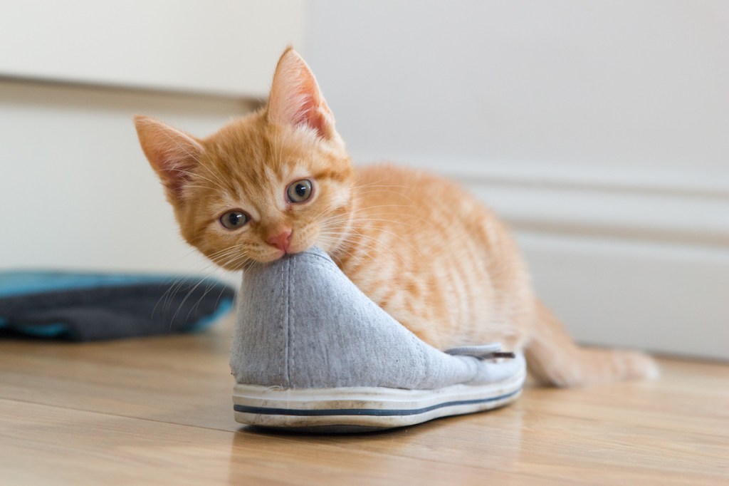 Orange kitten nibbling on sneaker