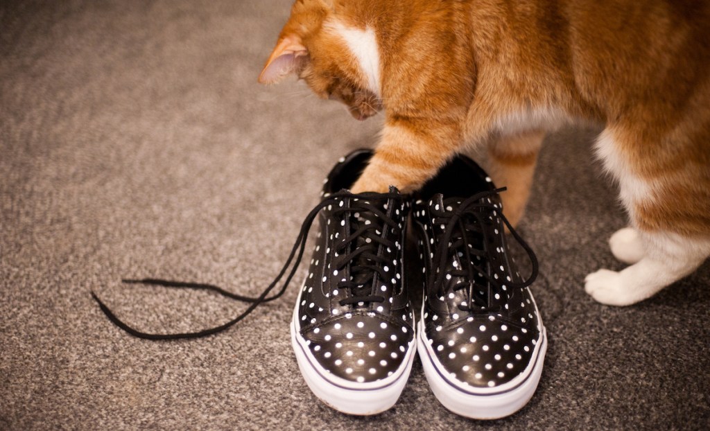Orange cat putting paws in polka dot sneakers