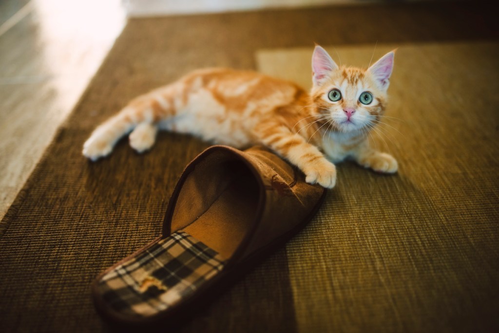 Orange kitten laying on shoe
