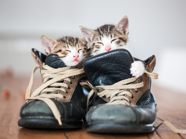Why Do Cats Like Shoes?  