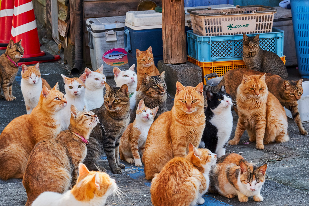 cat island japan visit