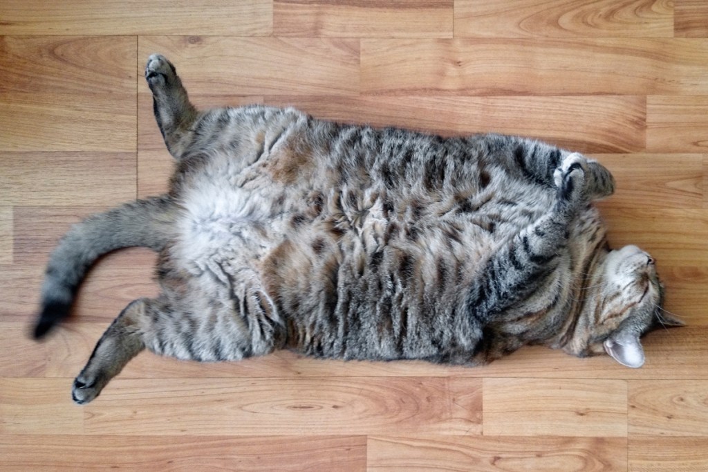 The Best Photos of Chonky Cats Prove They're Just More to Love