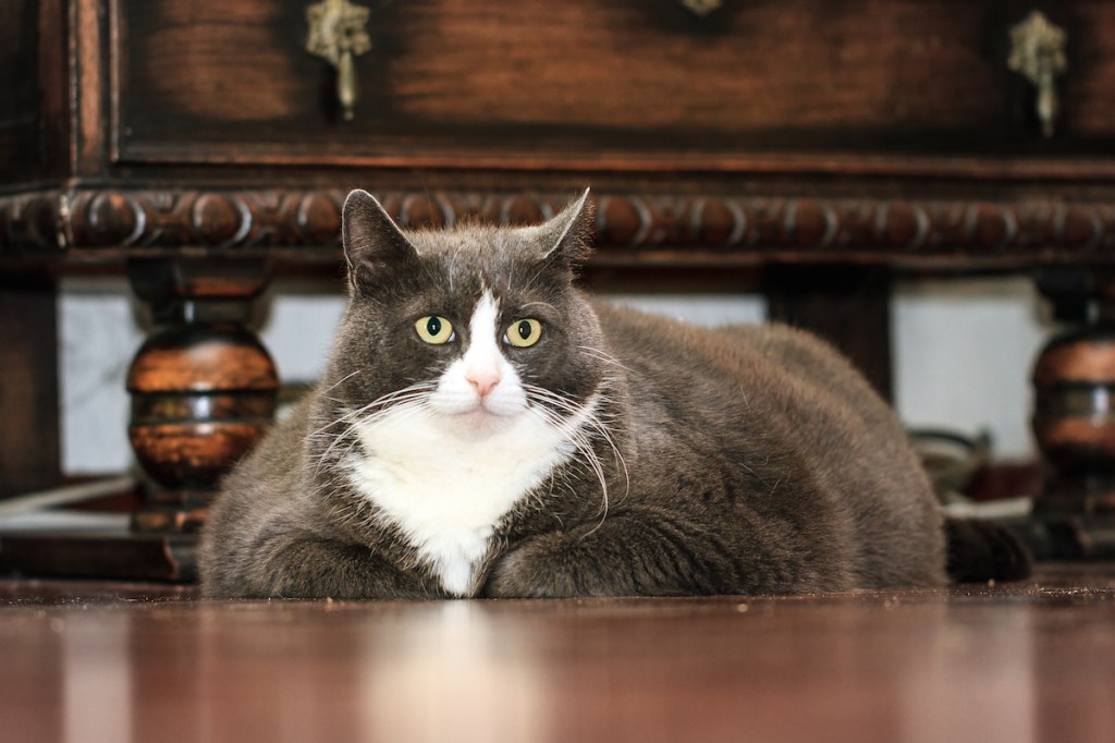 The Best Photos of Chonky Cats Prove They're Just More to Love
