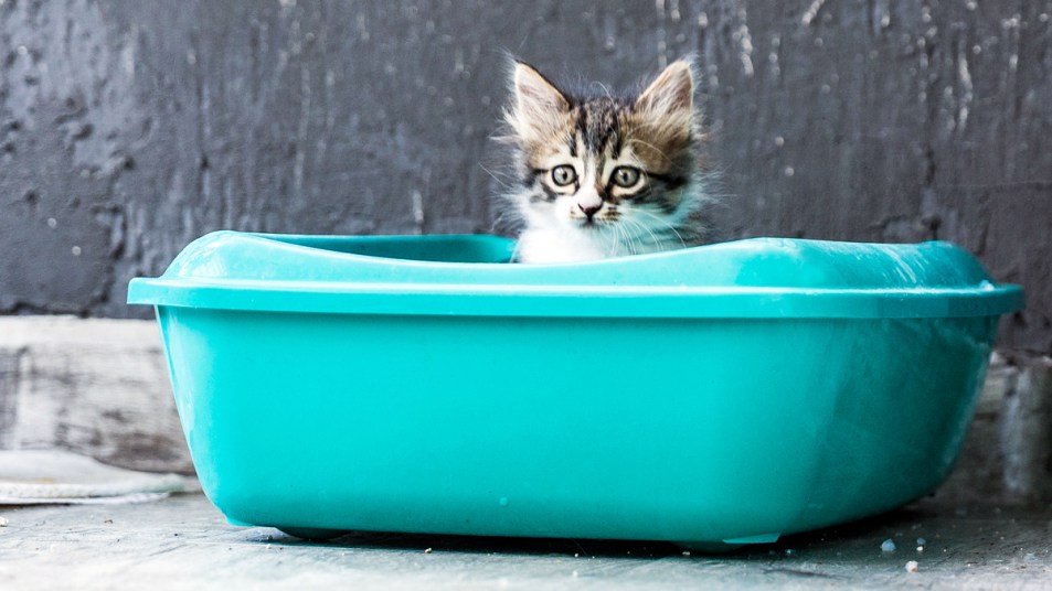 Fluffy tabby kitten sitting in a brightturquoise litter box