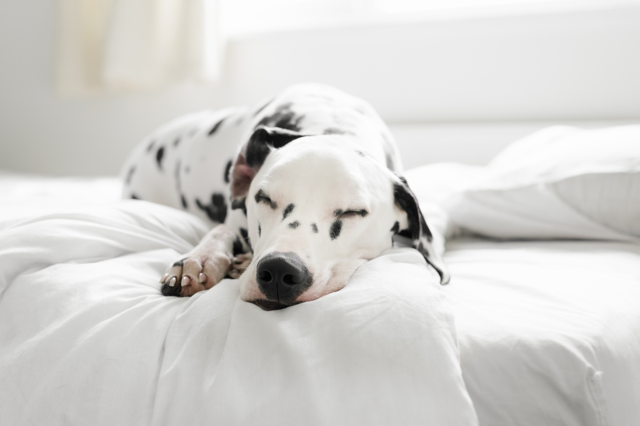 hypoallergenic blankets for dogs