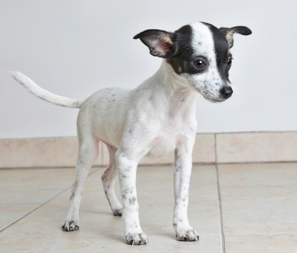 Chihuahua mix breed dog