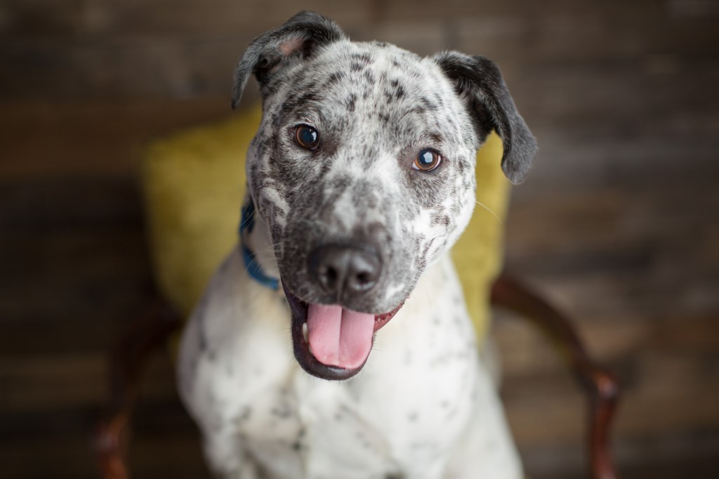 Mixed breed dog with spots