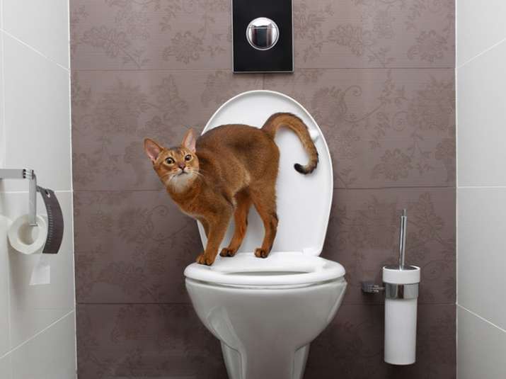 why-do-cats-follow-you-into-the-bathroom-174368