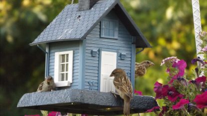 Sparrows By Birdhouse Over Plants