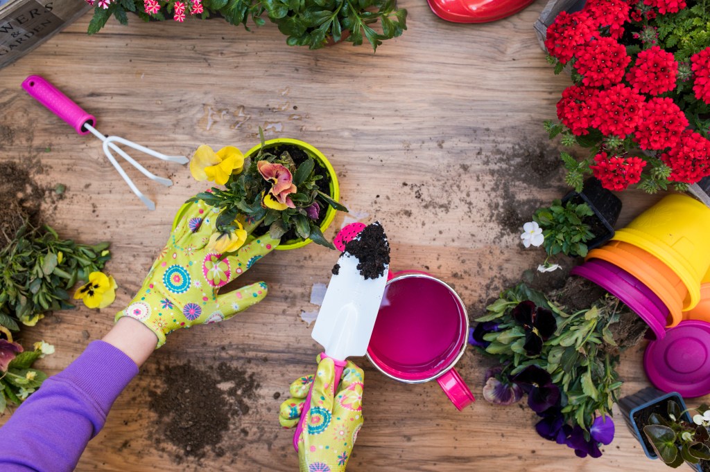 Woman's hands planting spring flowers