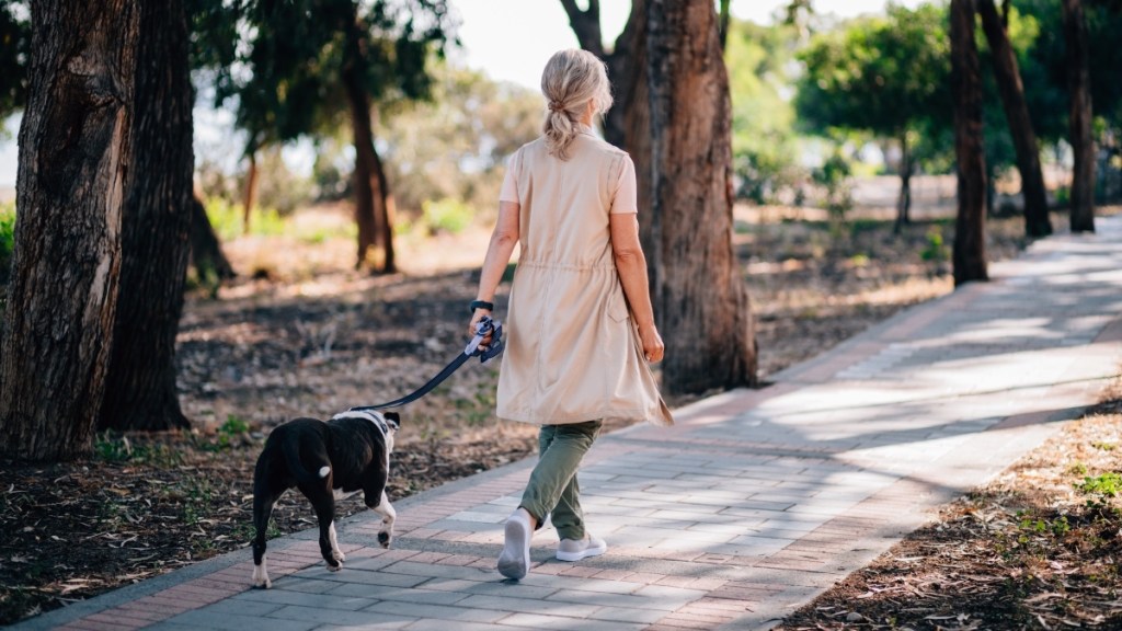 A mature woman walking her dog in a park on a sunny day facing away from the camera