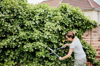 A woman using shears to cut back a climbing plant growing up over a fence.
