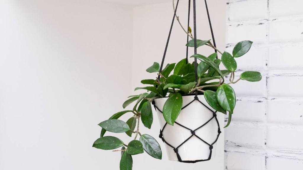 Uses for ice cubes: Hoya krohniana in a white pot in a wicker macrame planter hanging isolate on a white background. lacunosa heart leaf.