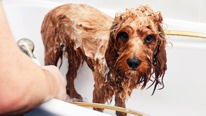Curly haired dog looking sad in a bath