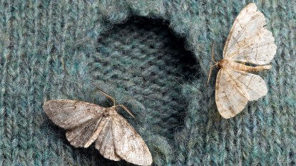 Moths on Wool Sweater