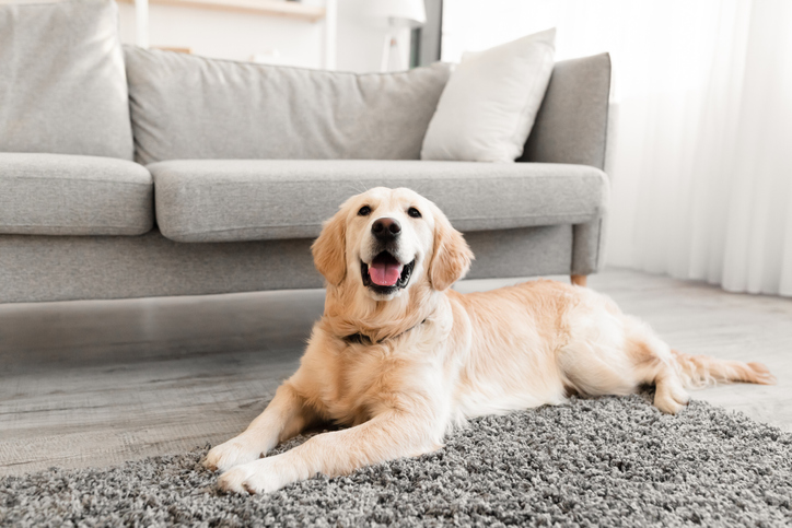 Uses for white vinegar: Domestic Animal. Closeup portrait of cute dog lying on the gray floor carpet indoors in living room at home, happy golden retriever resting near couch, modern house interior, free copy space