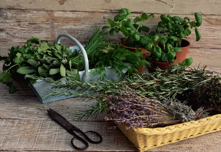 Uses for white vinegar:Baskets of lavender, sage, chives, dill, and other herbs stand beside potted basil plants.