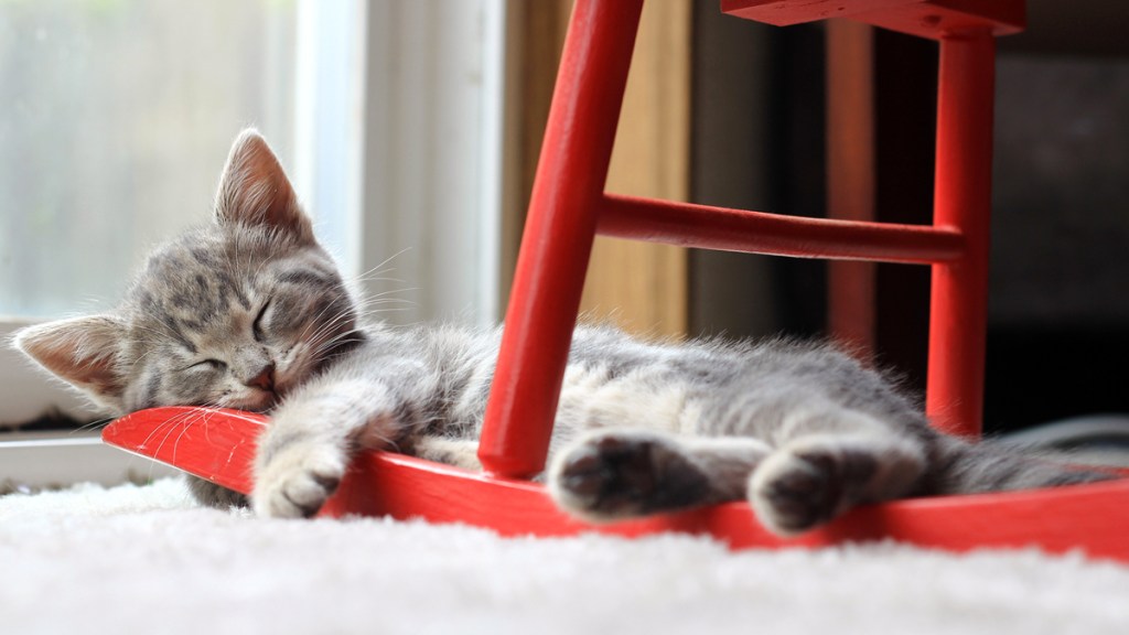 Small gray kitten sleeping on the bottom of a red rocking chair