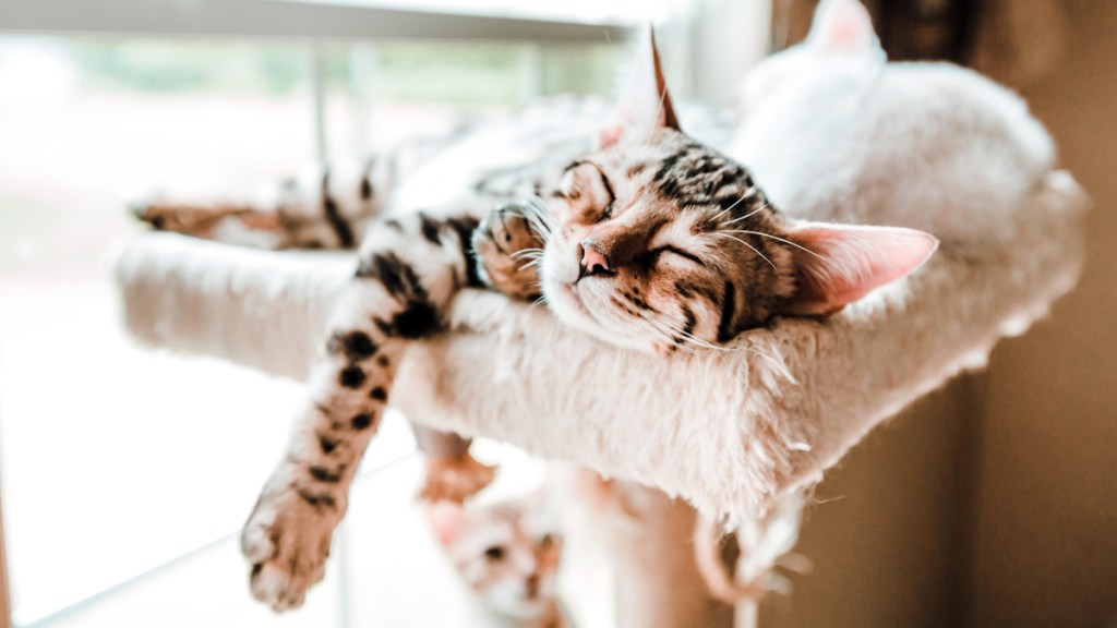 Cat asleep on the top of a cat tree