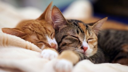 A ginger cat snuggling a tabby cat
