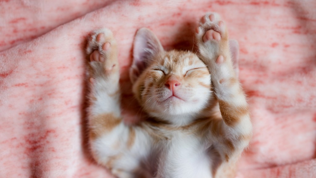 Ginger kitten asleep on pink blanket with paws raised