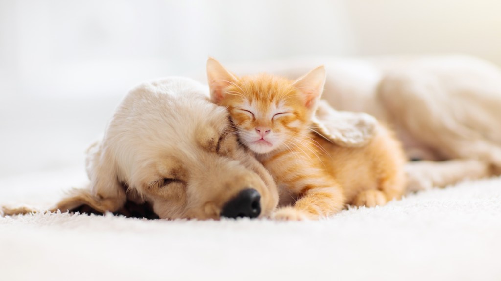 Small orange cat cuddling golden lab puppy