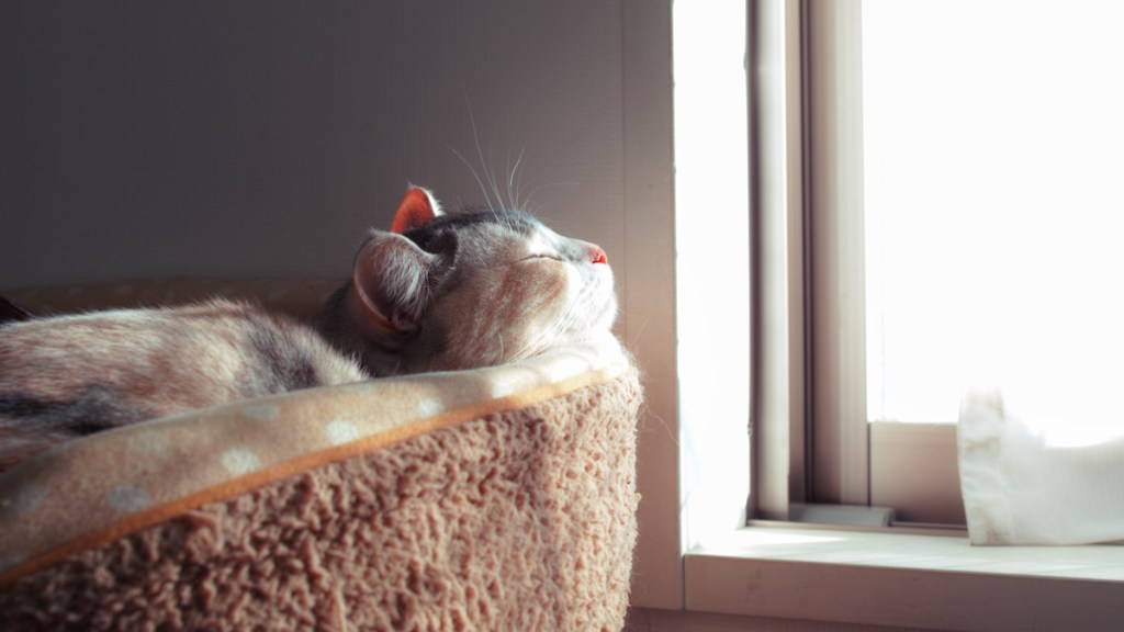 Cat sleeping with face toward window sunlight